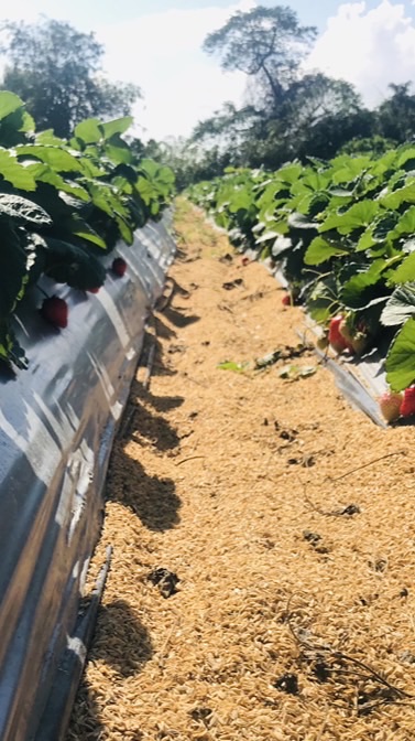 福珍草莓園訂購群