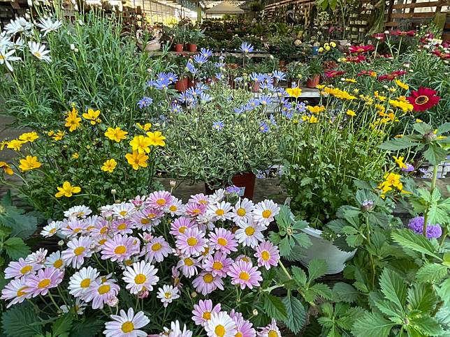 埔茂花市（圖片提供／徐秀芳）