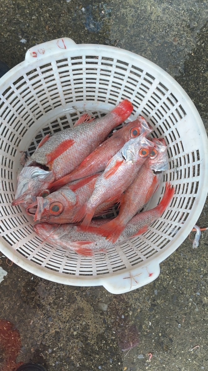 大溪港當日漁獲報