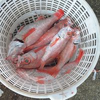 大溪港當日漁獲報