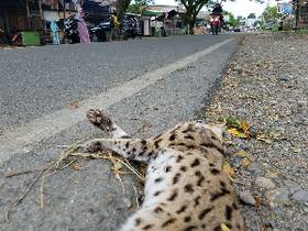 Kucing Viral Meninggal, Tagar #RIPBob Mendunia  Tagar.id  LINE TODAY