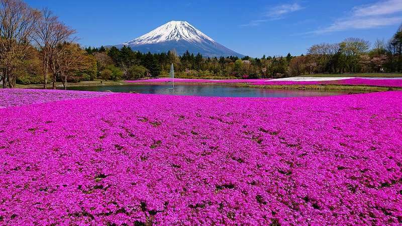 関東最大級 富士芝桜まつり が21も開催 名物グルメも堪能