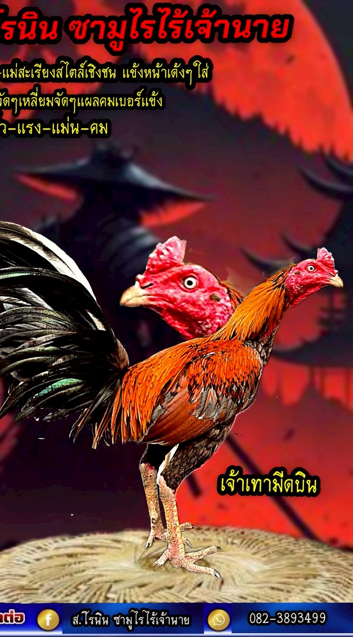 เปรู100🦅ญี่ปุ่น100🇯🇵ง่อน100🇻🇳by ส.โรนิน(ซามูไรไร้เจ้านาย)🥷🥷🥷