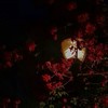 刀剣nr : 愛月撤灯.