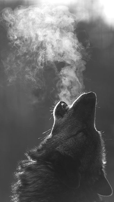 Wolves