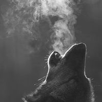 Wolves
