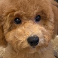 我が子を持つ皆さまのティーパーティー
