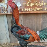 คุ้มโชคอณัณต์234