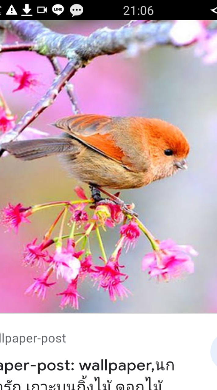 โรงเรียนอนุบาลนกน้อย🐦🕊
