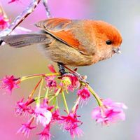 โรงเรียนอนุบาลนกน้อย🐦🕊