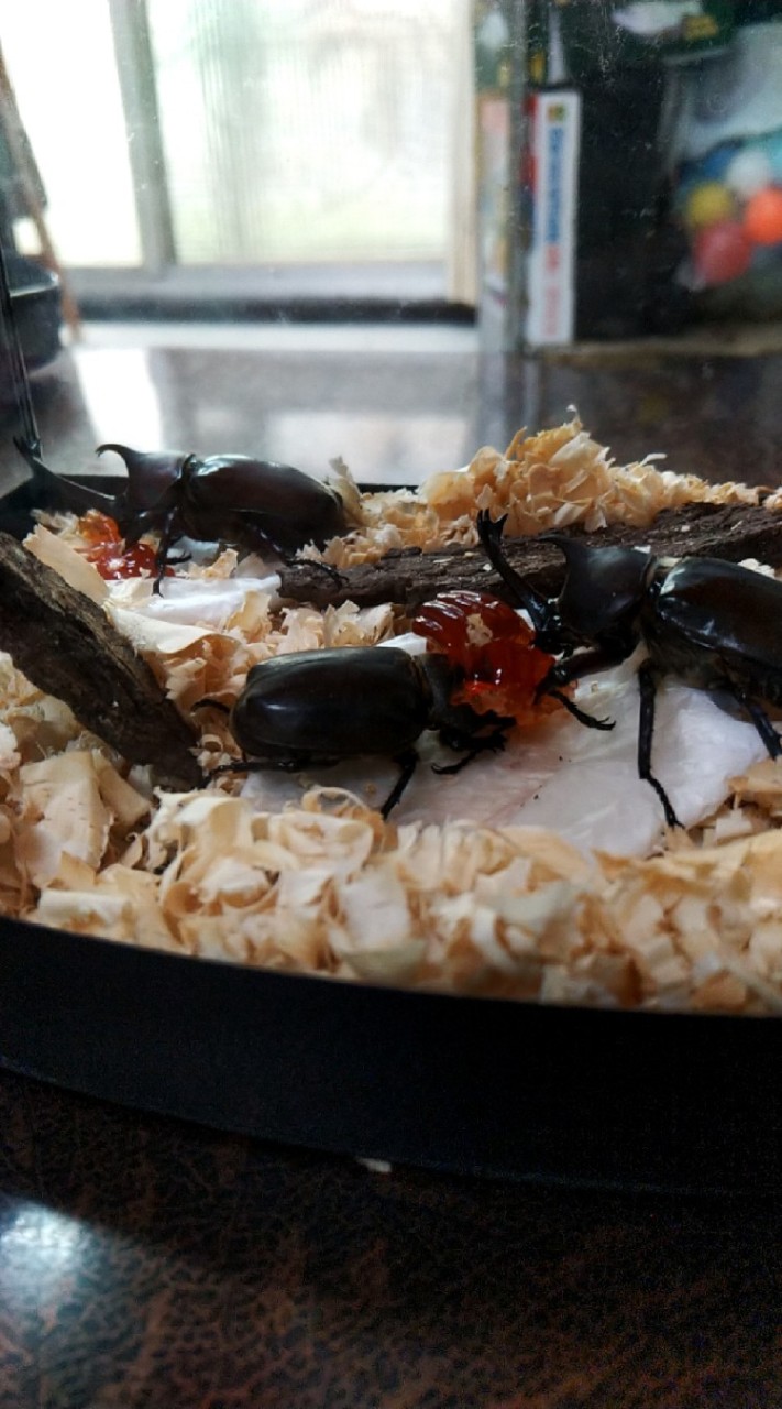 獨角仙