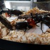 獨角仙
