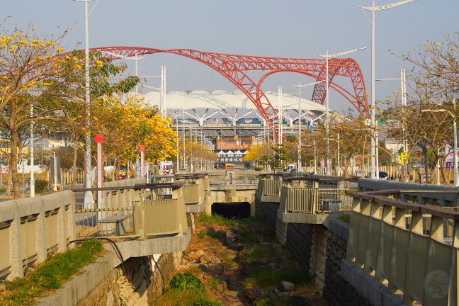 台中洲際路黃花風鈴木,崇德十九路黃花風鈴木,洲際棒球場黃花風鈴木