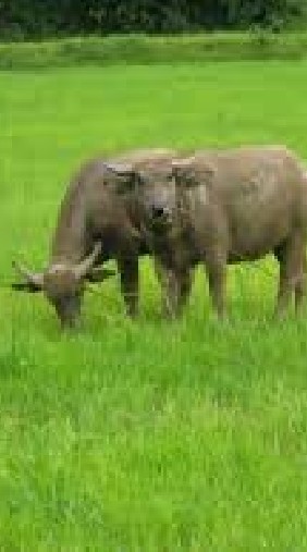 ทุ่งนา🐂