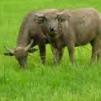 ทุ่งนา🐂