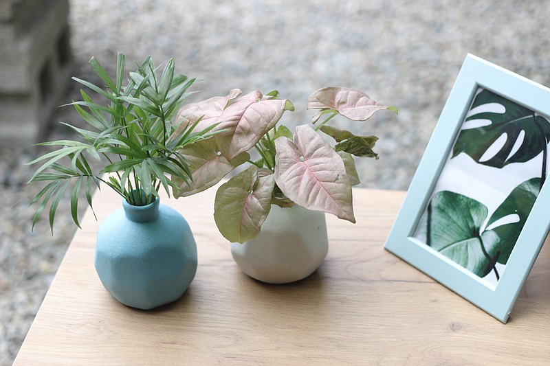 水培植栽 l 粉紅佳人_室內植物 辦公室盆栽 店內擺設 植物 禮物