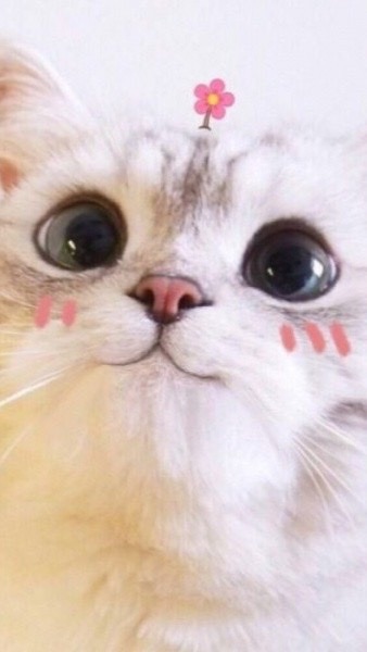 貓掌櫃🐾