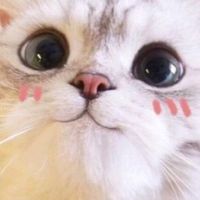 貓掌櫃🐾