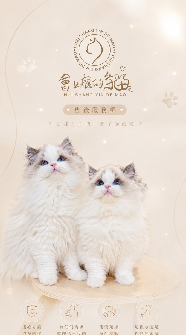 會上癮的貓ఌ︎售後群💬專業貓舍