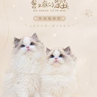 會上癮的貓ఌ︎售後群💬專業貓舍