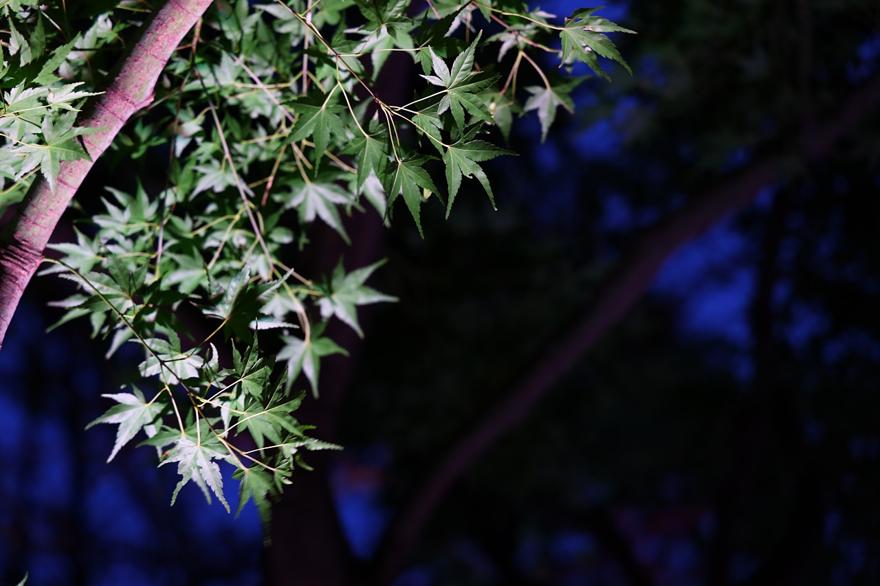 Canon EOS R 實戰測試：高ISO／追焦連拍／直出發色／防手震實拍評測