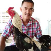 ซุ้ม ส.สายทองเพชรบุรี-ไก่ชนVIP