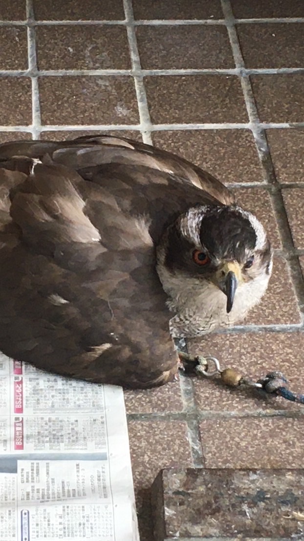 鷹🦅ブーム盛り上げ祭り