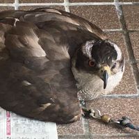 鷹🦅ブーム盛り上げ祭り