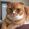 パパの相撲部屋
