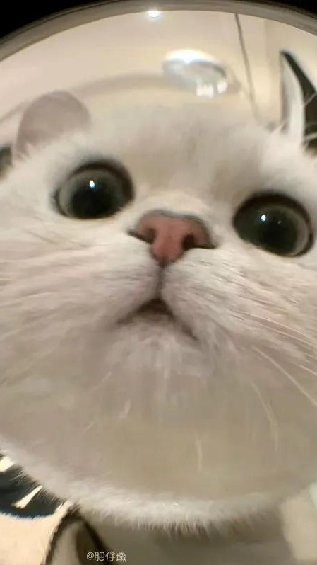 CHUBBY