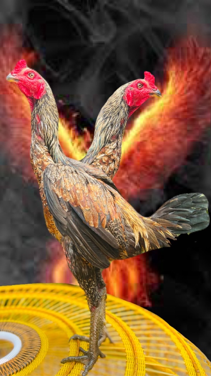 ซุ้มอารีรักษ์ ฟาร์ม🐔