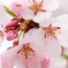 日本大学 文理学部 心理学科 ゆるゆる情報共有グループ（民度◎）
