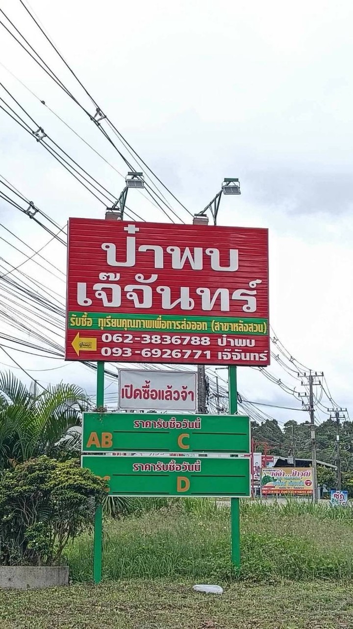 ล้งทุเรียน ป๋าพบ-เจ๊จันทร์ เช็คราคาทุเรียนใต้-จัน