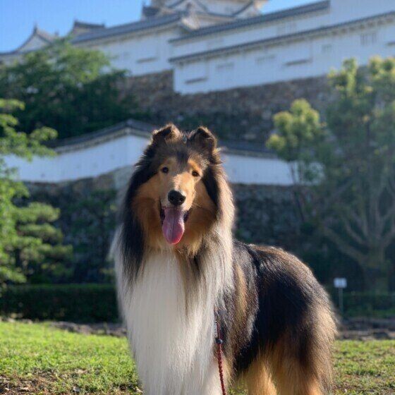 名作アニメ 漫画 小説に登場する犬種は何 いぬのきもちnews