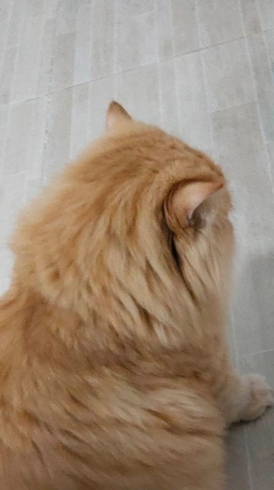 เหมียวรับหิ้ว🐈