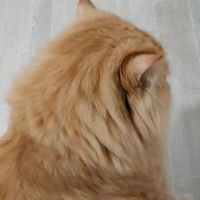 เหมียวรับหิ้ว🐈