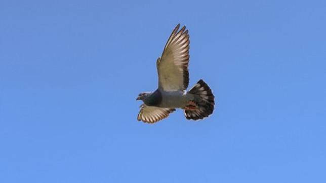 Ngenes Ratusan Juta Burung Menghilang Di Bumi Ini Penyebabnya