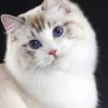 Twinkie Ragdoll Cattery