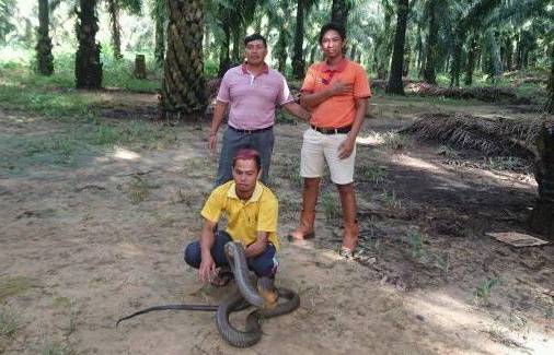 Sempat Viral dan Bikin Heboh, Ular King Cobra Raksasa Akhirnya Dilepas ke Alam