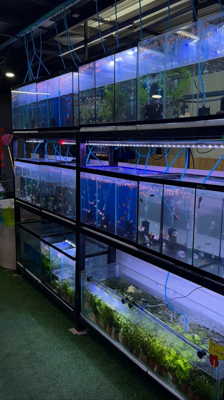 Natcha ปลาตู้ สามเเยกอัสสัมชัญศรีราชา🐠