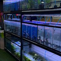Natcha ปลาตู้ สามเเยกอัสสัมชัญศรีราชา🐠
