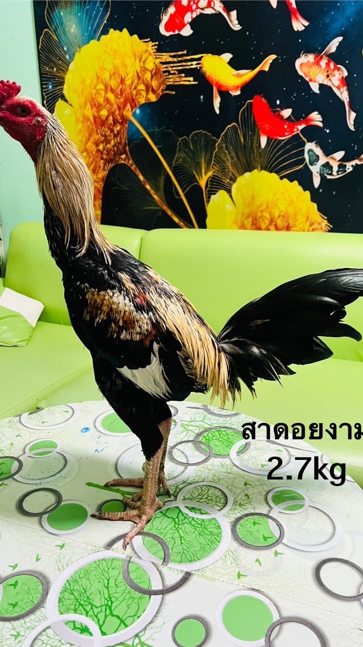 ขายไก่ขนทุกสายพันธุ์
