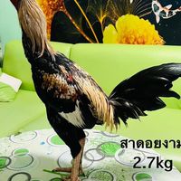 ขายไก่ขนทุกสายพันธุ์