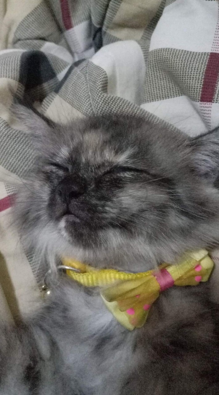 CATNiP Guild ROX