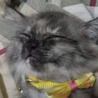CATNiP Guild ROX