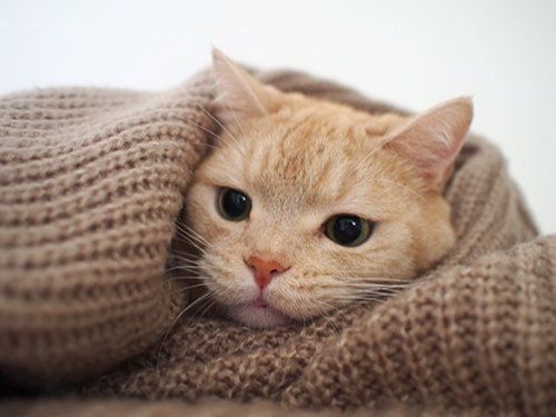 膨らむと可愛いぷっくぷくの W ウィスカーパッド