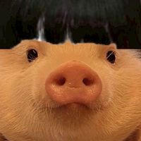 Auan auan rice 🐽