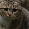 （森林裡的99夜、競爭者、最強戰場、培養花園）討論汽車群