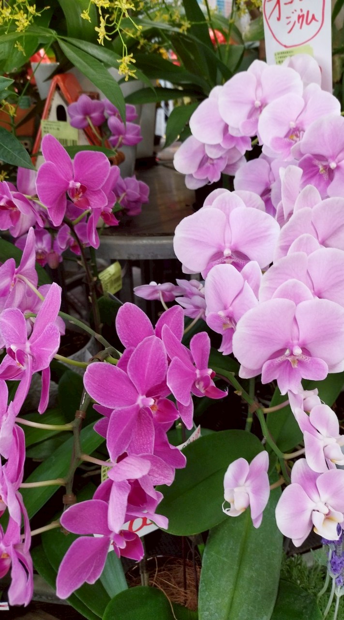 笑顔Open😀ゆるっと未来♪ ６０歳〜