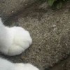 中高生限定かもんぬ